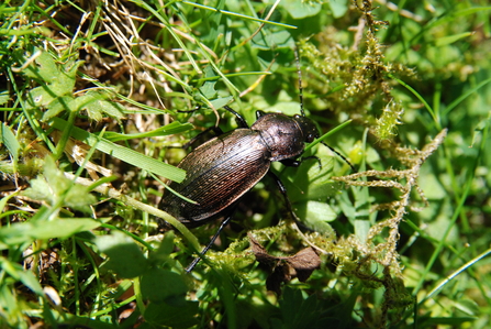 Photo of Necklace Ground Beetle (Carabus monilis)