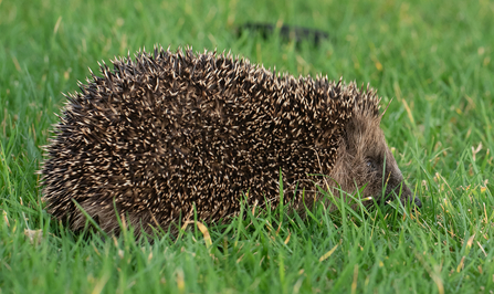 Photo of Hedgehog.