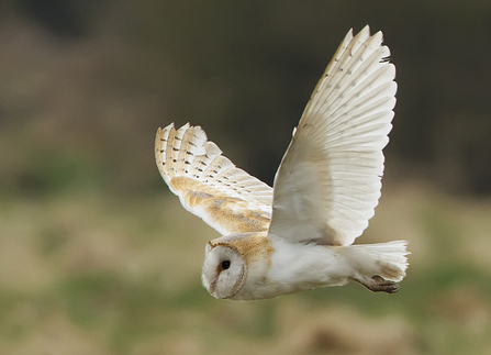 Photo of a Barn Owl in flight