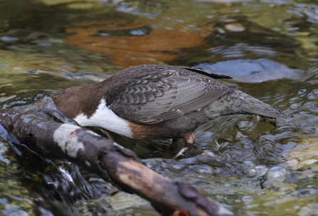 Photo of a Dipper looking for food.