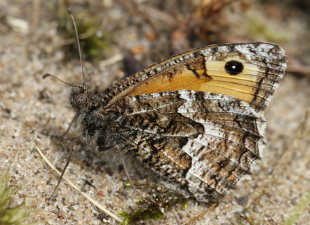 Photo of Adult Graying Butterfly