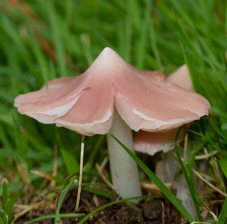 Photo of Pink Waxcap