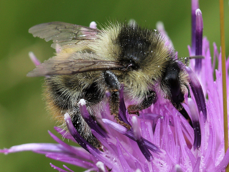 Photo of Shrill Carder Bee
