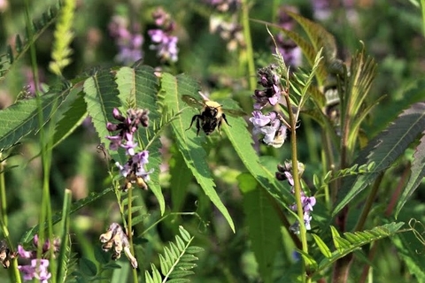 Bees on vetch