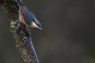 Nuthatch by Chris Lawrence