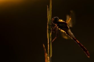 Golden Dragonfly our Over 16s Photography Competition winner 2019
