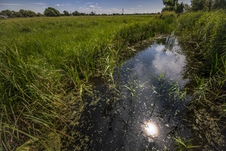 A waterway/reen on the Gwent Levels