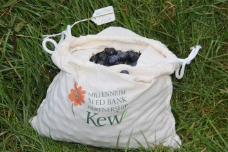 A bag of sloes collected by Gwent Wildlife Trust of the Kew Millennium Seed Bank