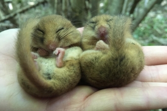 Two Dormice at Caerwent