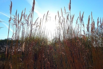 Reeds at Magor Marsh nature reserve