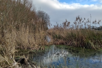 Winter photograph of Magor Marsh nature reserve