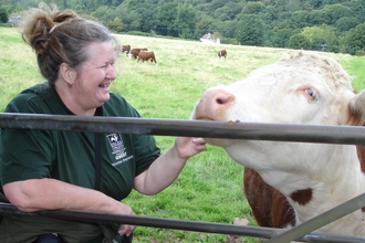Volunteer shepherd Pauline with Gwent Wildlife Trust's herd of Hereford cattle 