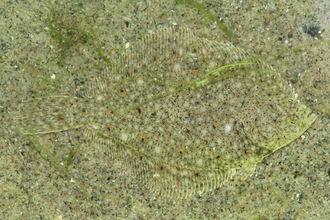 Plaice camouflaged with riverbed