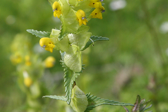 Yellow Rattle by Andy Karran
