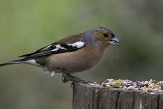 Male chaffinch eating seeds