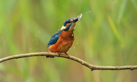 Kingfisher with fish by Jon Hawkins Surrey Hills photography