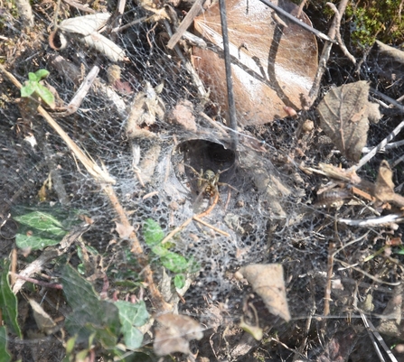Funnel web and spider