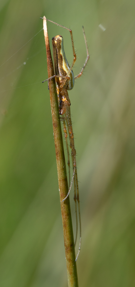 A Long Jawed Orb-weaver spider