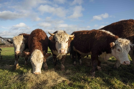 Herd of Hereford cattle