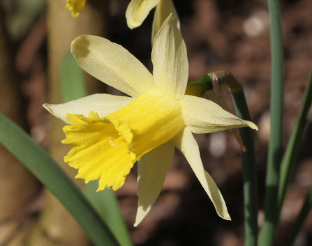 Wild Daffodil by Andy Karran