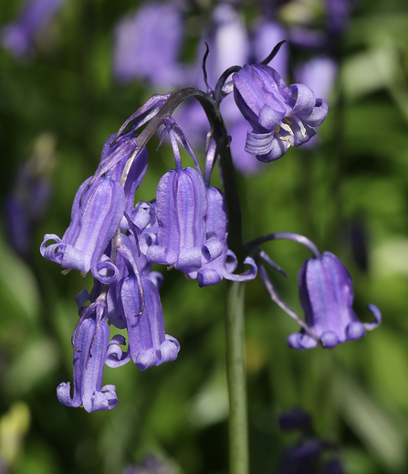 Bluebells - by Andy Karran
