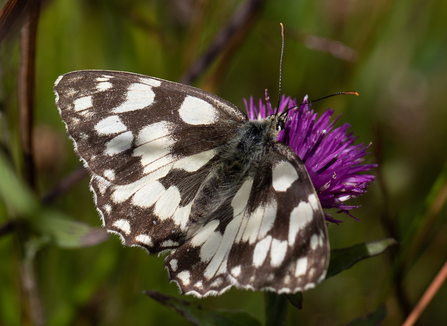 Marbled White butterfly by Andy Karran