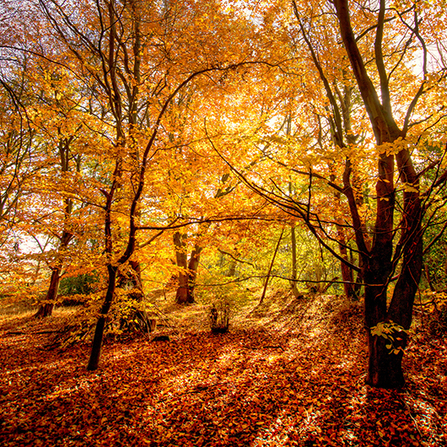 Autumn beech Don Sutherland 
