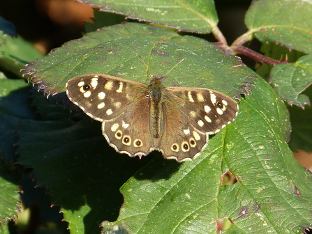 Speckled Wood butterfly by George Tordoff.
