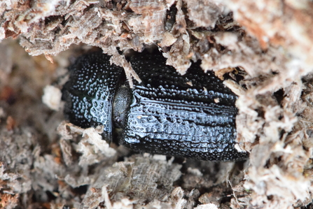 The lucanid beetle Sinodendron cylindricum