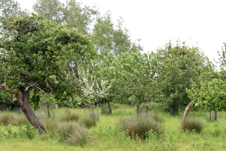 Traditional Orchard on Gwent Levels
