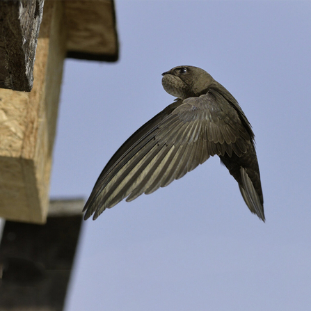 A swift flying to a nest box attached to the eaves of a cottage with its throat pouch bulging with insects it has caught to feed its chicks