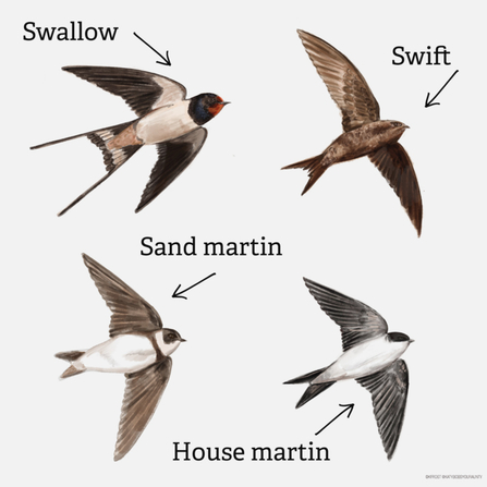 Illustrations of swifts, swallows and martens