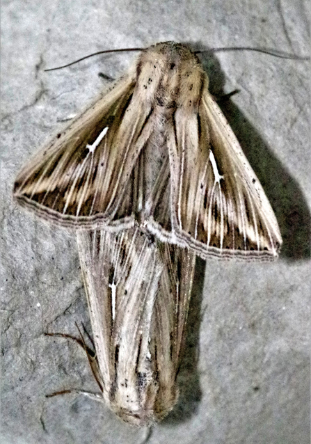 Photo of L-album Wainscot moth (Mythimna l-album)