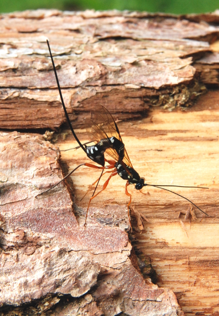 Photo of the Sabre Wasp (Rhyssa persuasoria)