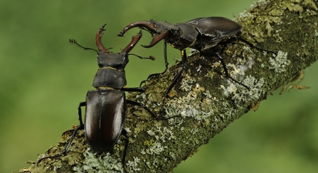 Male stag beetles