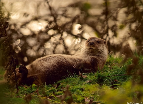 Otter by Jeff Chard