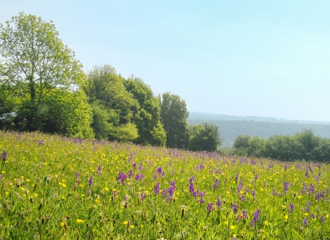 Pentwyn Farm flower meadow