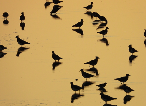 Lapwing at dawn at Peterstone gout