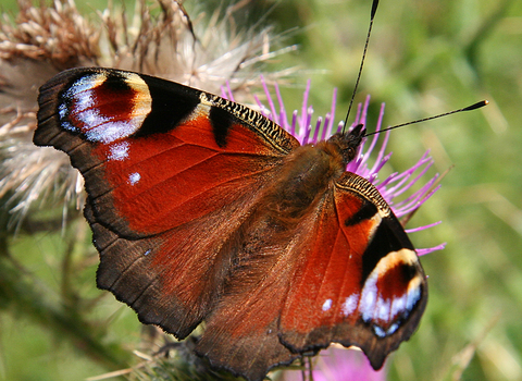 Peacock Butterfly 