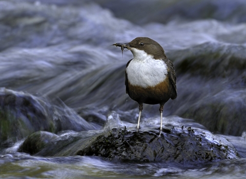 Dipper bird standing on a rock in flowing water
