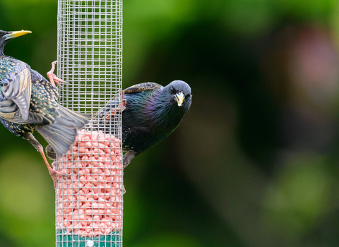 Starlings on feeder
