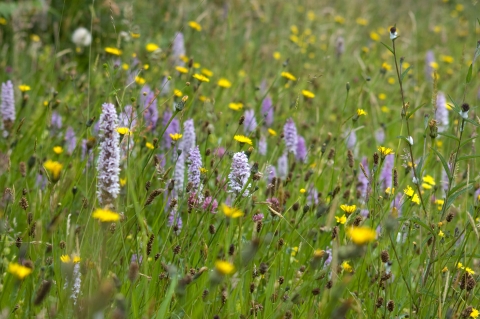 New Grove Meadows