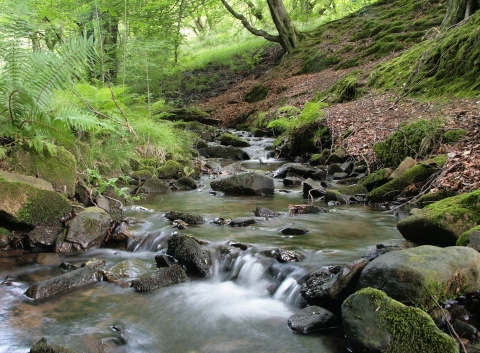 Silent Valley Local Nature Reserve SSSI