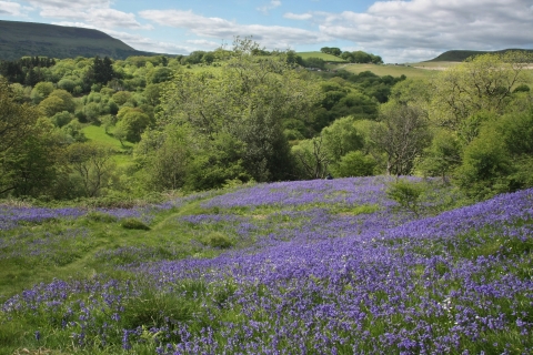 Silent Valley bluebells