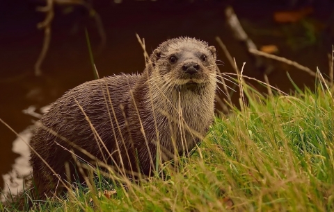 Otter on bank