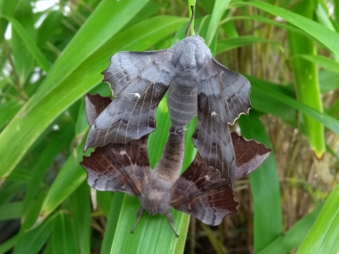 Breeding Poplar Hawk moths spotted in a backgarden in Newport by Sarah Harris