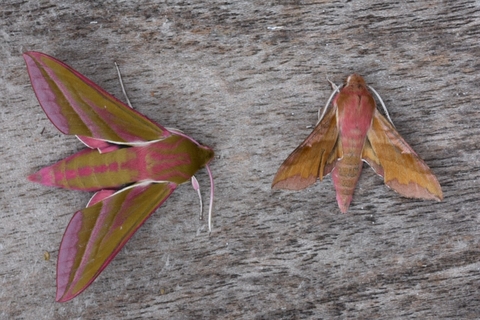 Large Elephant Hawk moth and a Small Elephant Hawk moth