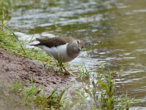 Common Sandpiper on the riverbank