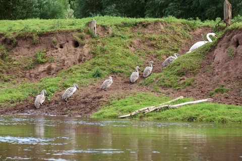 Swans on the riverbank