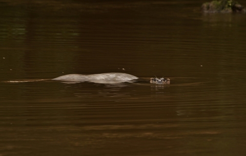 Otter surfacing in river